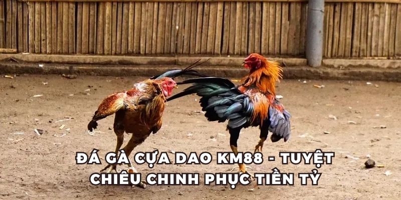 thumbnail đá gà cựa dao