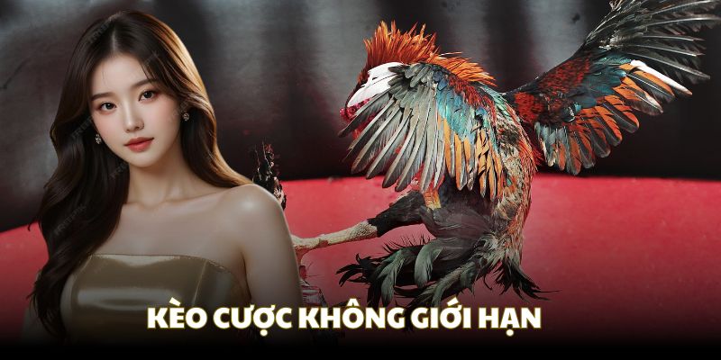 Có thể tìm thấy đa dạng các loại kèo cược tại Đá gà KM88