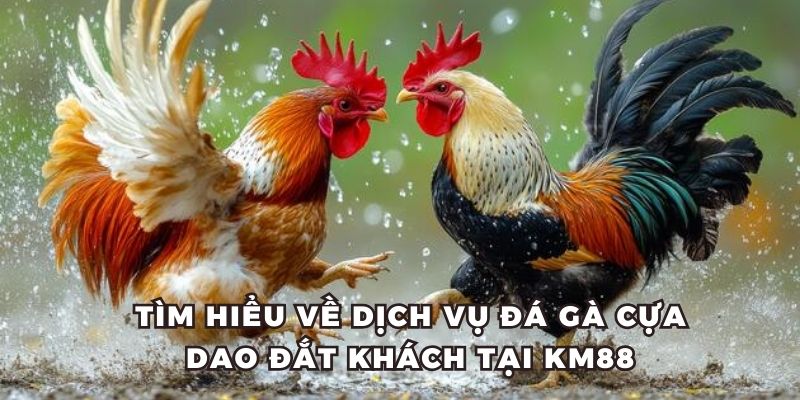 Loại hình cược đá gà cựa dao trên KM88