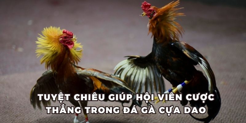 Tuyệt chiêu giúp thành viên cược thắng trong đá gà cựa dao